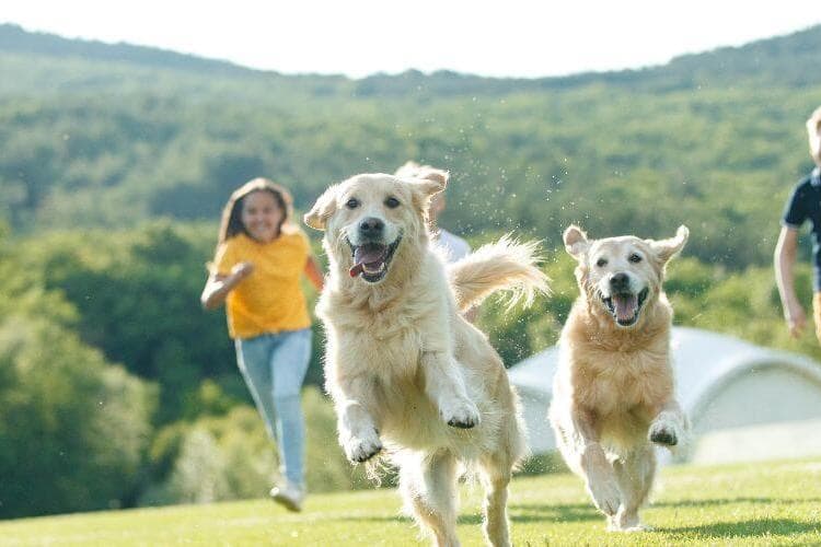 Escape Summertime Boredom with These 5 Activities for Kids and Dogs