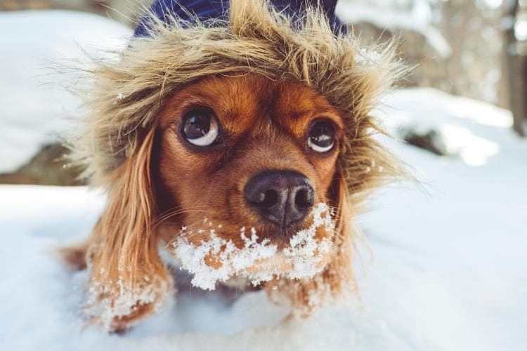 Dig in snow, wearing jacket, tips for keeping your pet safe this winter