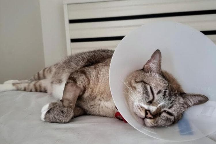 Caring for Your Dog or Cat After Surgery