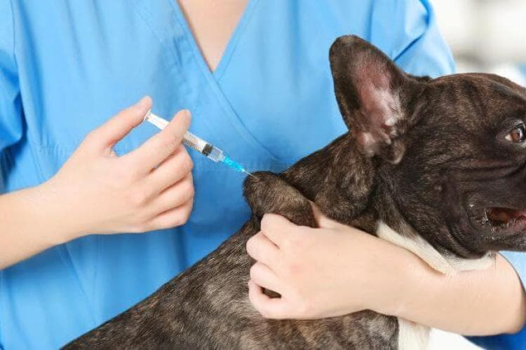 how veterinary vaccines work