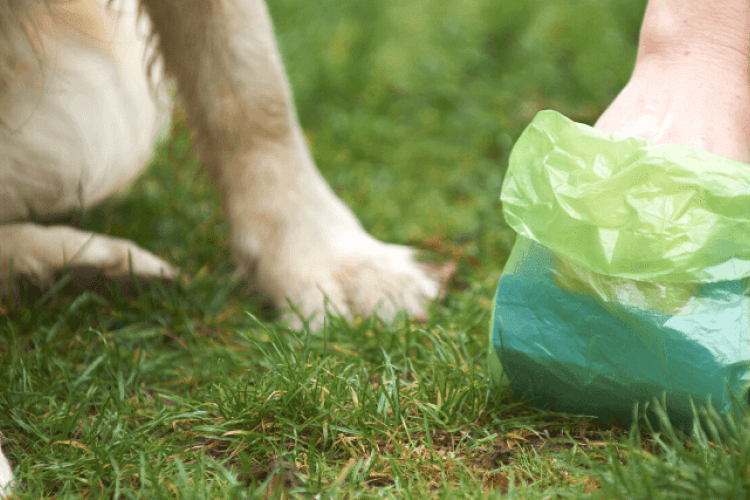 Pet owner scooping dog waste