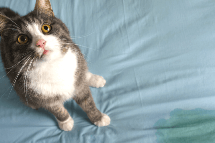 Cat looking up at camera after peeing on bed.