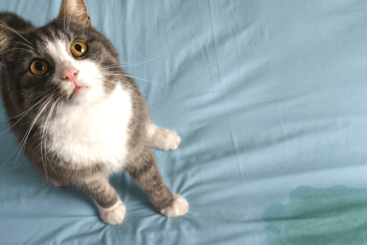 Cat looking up at camera after peeing on bed.