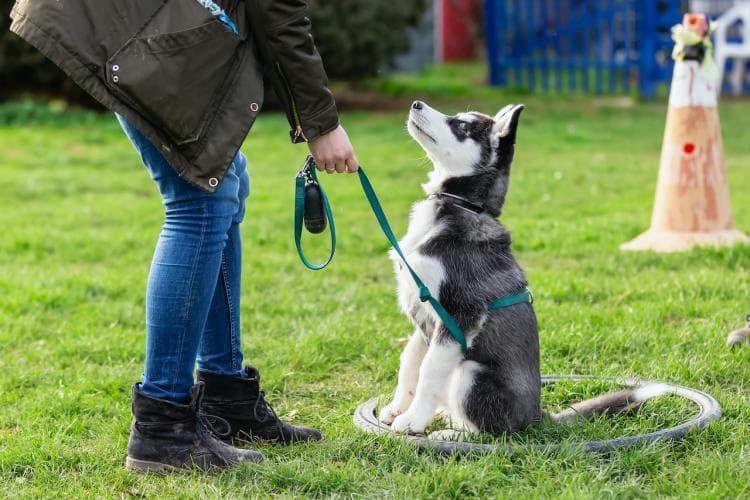 Dog Training Month