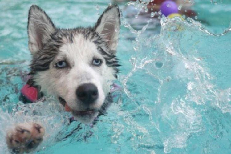 pool and beach safety tips for pets