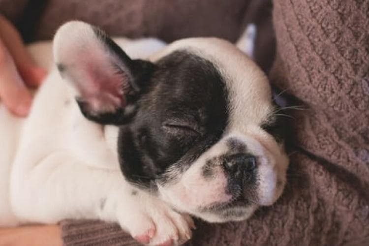 puppy guidelines