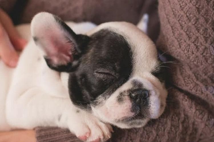 puppy guidelines
