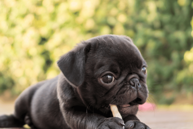puppy nutrition tips
