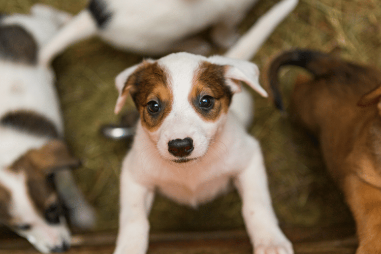 puppy socialization and enrichment