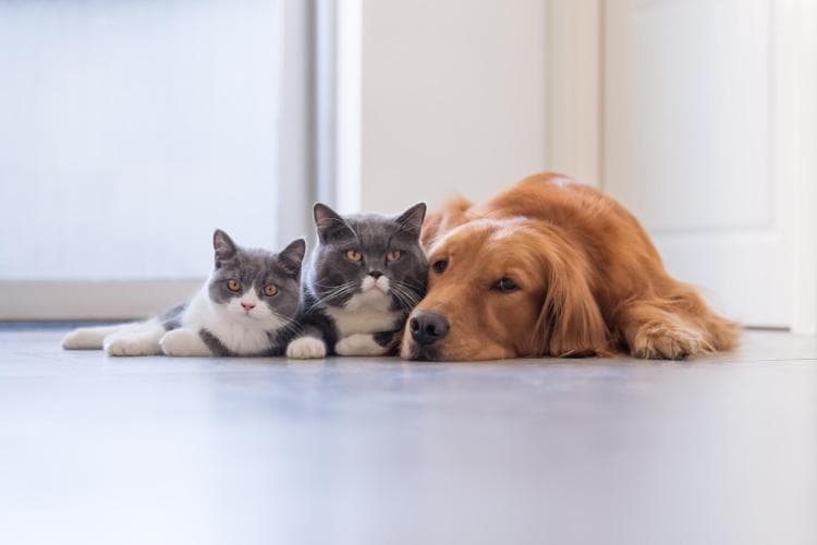 Dog and Cats Living Together