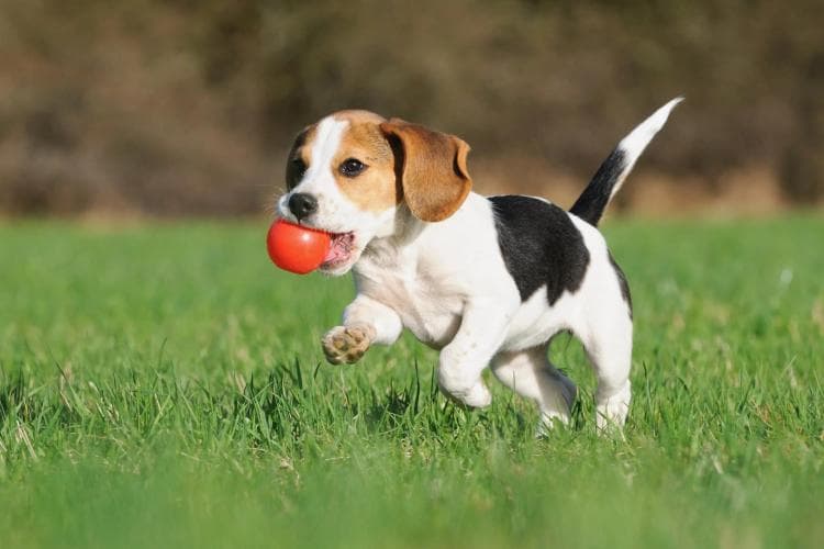 Dog with ball