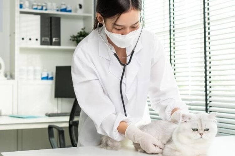 Take Your Cat to the Vet Day