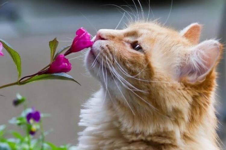 plants and flowers toxic to cats