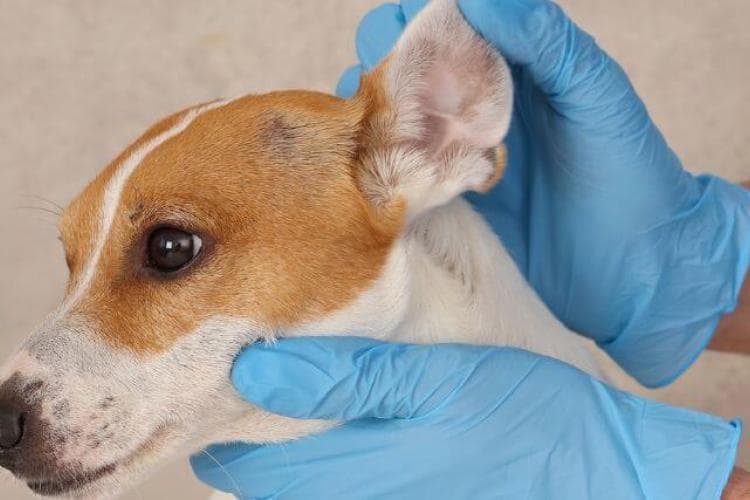 treating dog ear infections