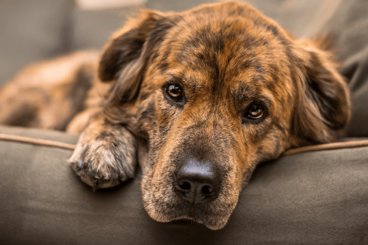 Canine Respiratory illness affecting Dogs