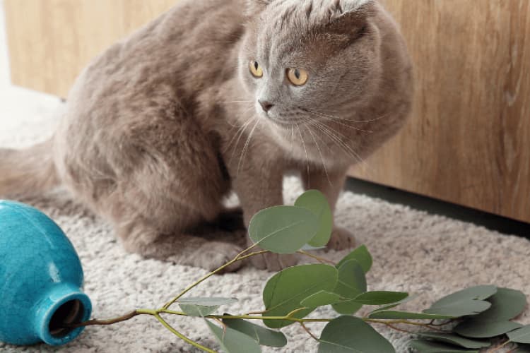 why cats knock things over