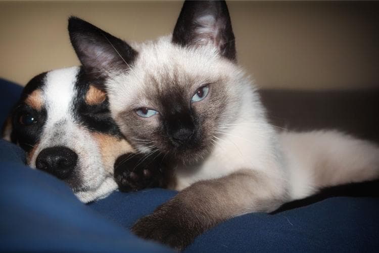 what to ask your veterinarian