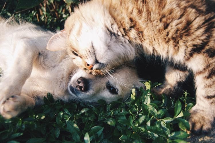 preventing cancer in pets