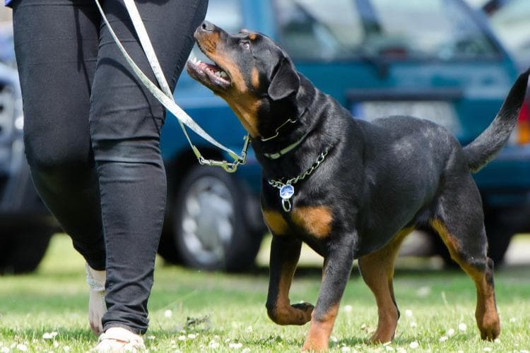 making your dog a good canine citizen