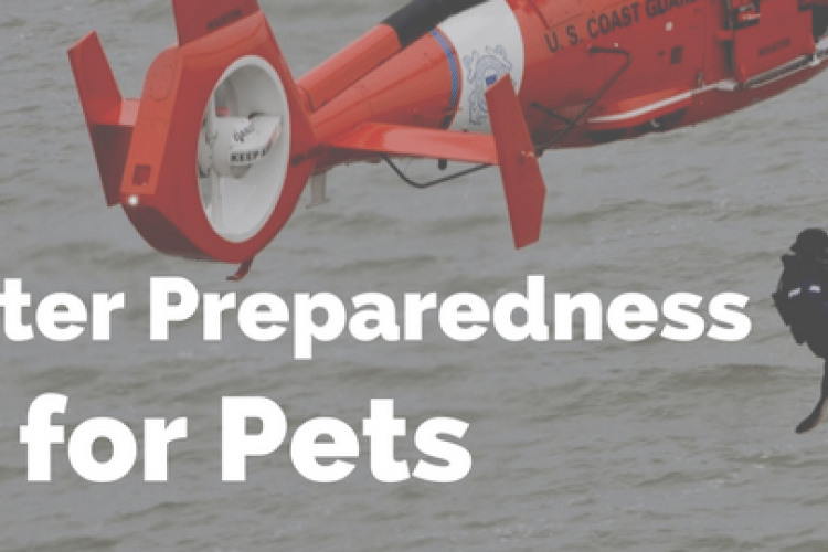 disaster preparedness for pets