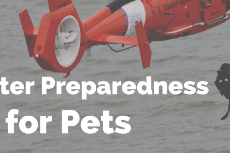 disaster preparedness for pets