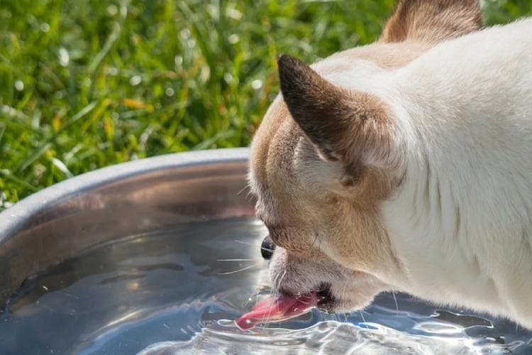 ice water and bloat in pets