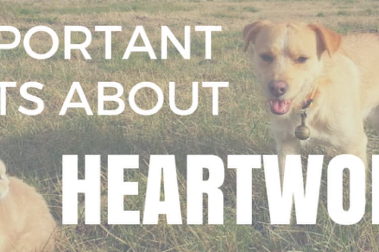 important information about heartworm prevention