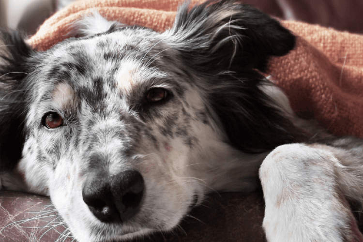 What You Need to Know About the Recent Canine Influenza Outbreaks