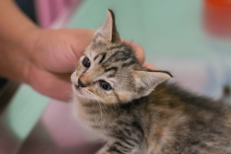 cat deworming information