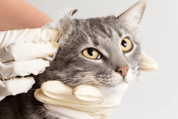 how to know if your cat has an ear infection