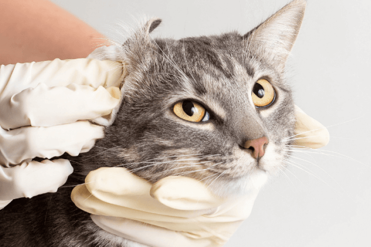 how to know if your cat has an ear infection