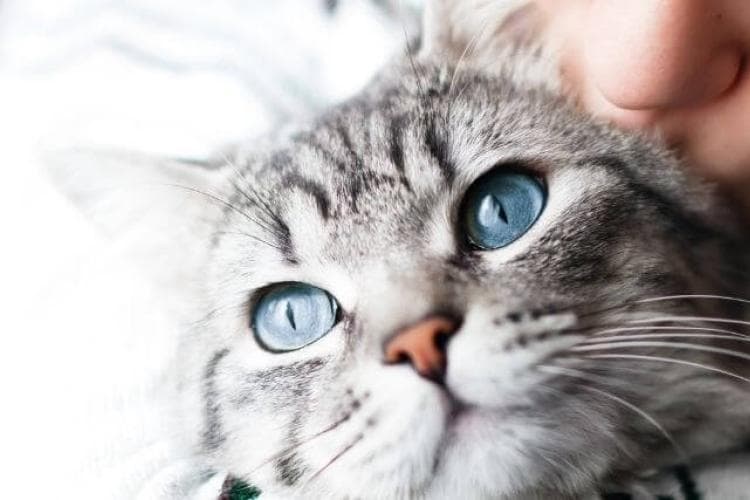 preventing cat heartworm disease
