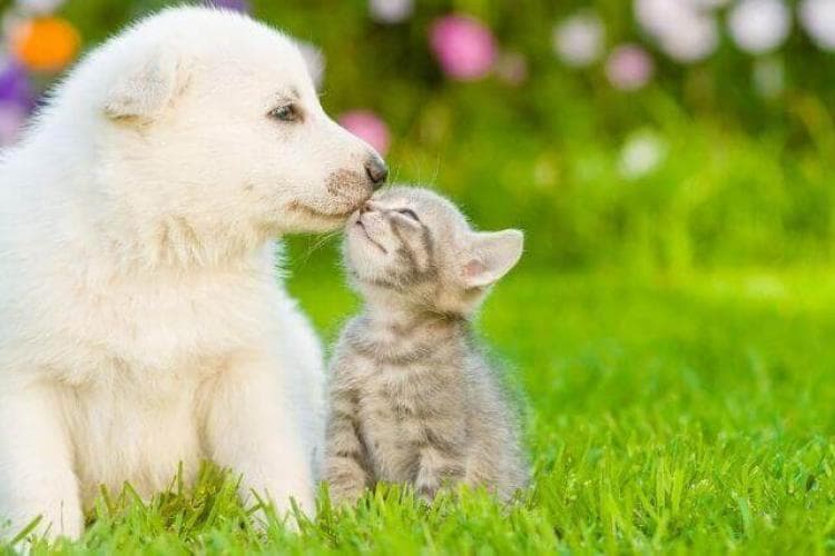Pet Parents' Guide to Microchipping