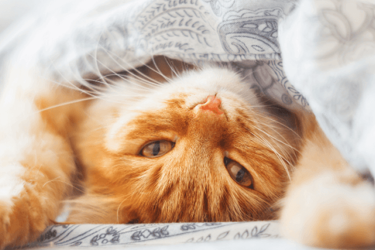 7 common cat behaviors and what they mean