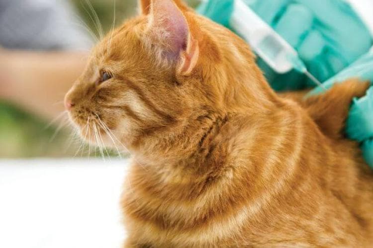 What Are the Core and Non-Core Vaccines for Cats? Your Questions Answered