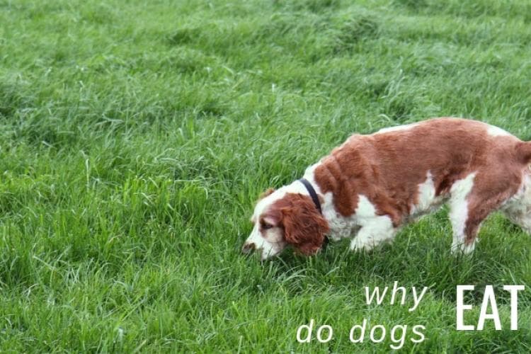 Why do dogs eat poop?