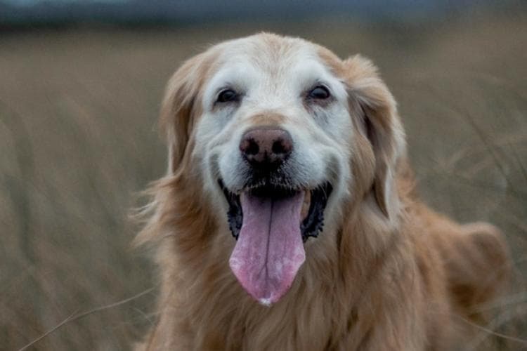 Deaf Pet Awareness Week - helping deaf dogs