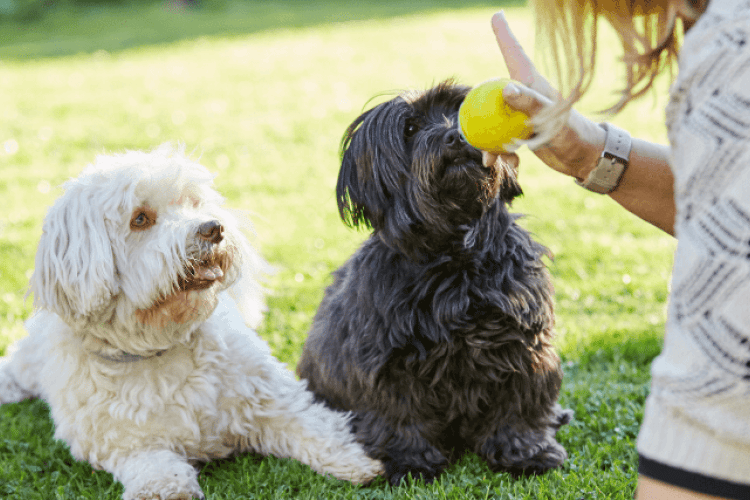 using positive reinforcement instead of punishment in dog training