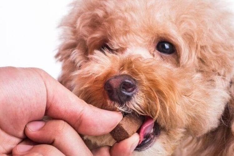 Heartworm Awareness Month - preventing dog heartworm disease