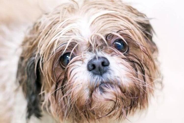 A Veterinary Guide to Stubborn Tear Stains on Dogs