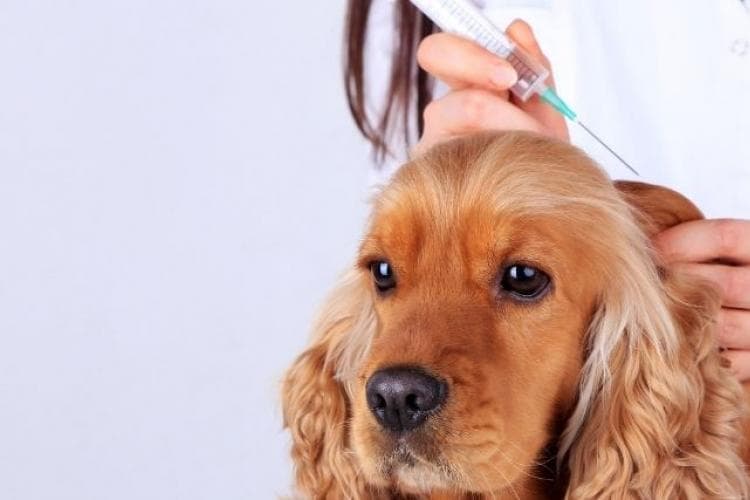 dog vaccination information