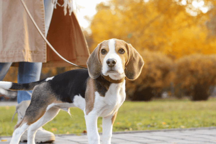 dog walking tips for polite walkers