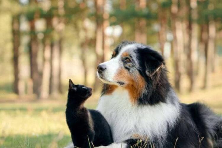 15 Ways Cats and Dogs Tell Us They're in Pain
