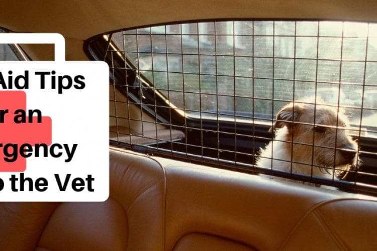 preparing for an emergency trip to the vet