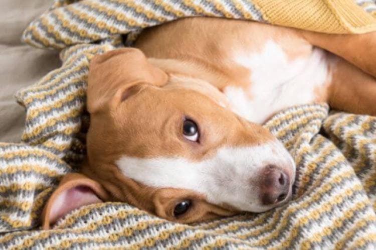 5 Common Illnesses in Dogs and What You Need to Know