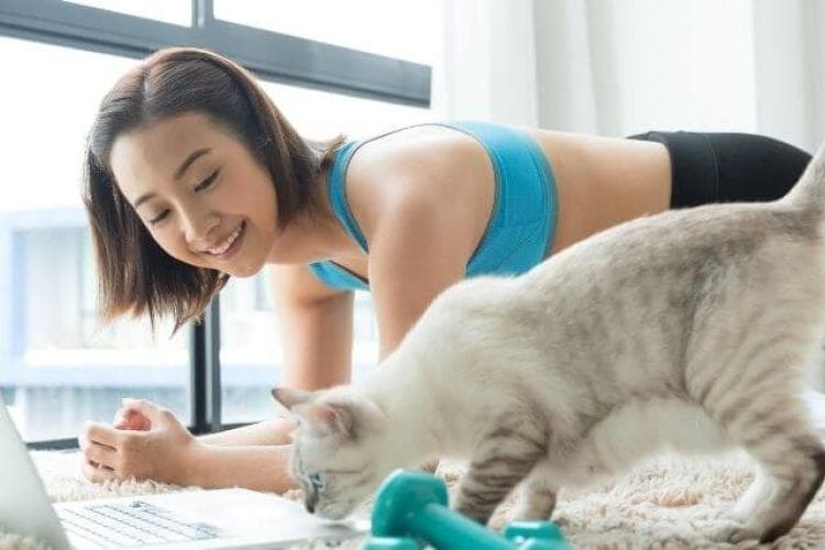how to train your cat