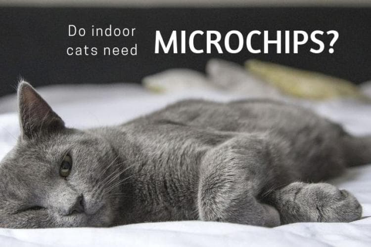 why indoor only cats need microchips
