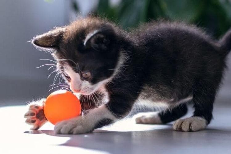 kitten behavior tips