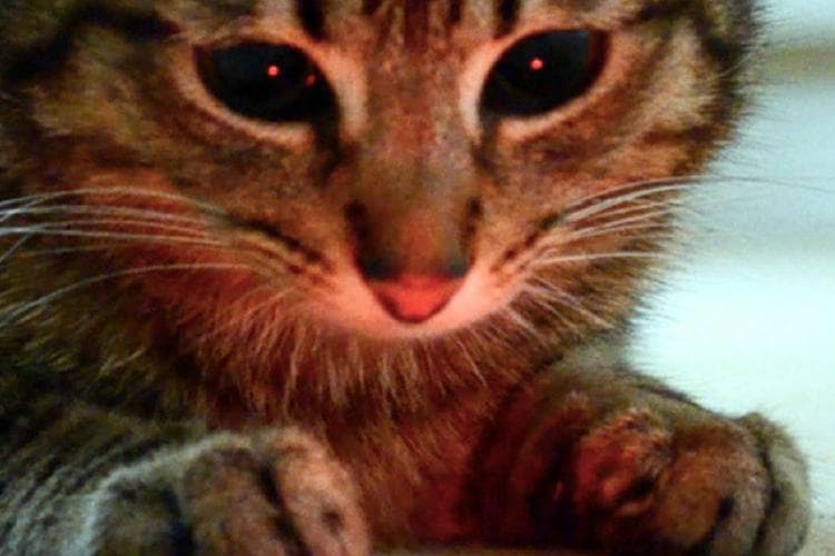 laser pointers are great for cats but not for dogs