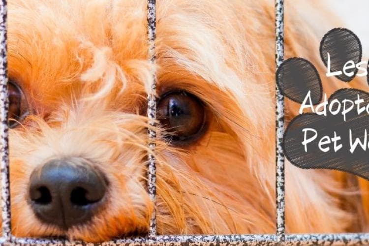 less adoptable pets week